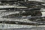 Polished Fossil Orthoceras (Cephalopod) Plate - Morocco #372642-1